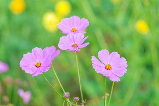 Cosmos flower field