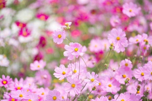 Cosmos flower field