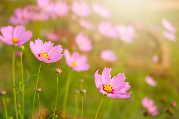 庭の宇宙の花と朝の太陽光