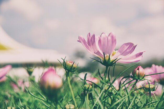 庭のビンテージスタイルのコスモスの花。