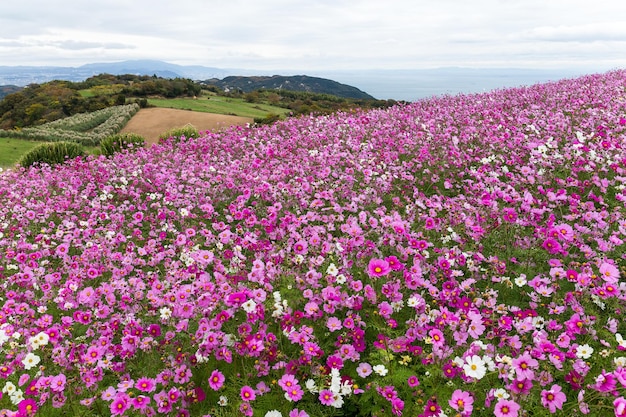 Cosmos flower garden