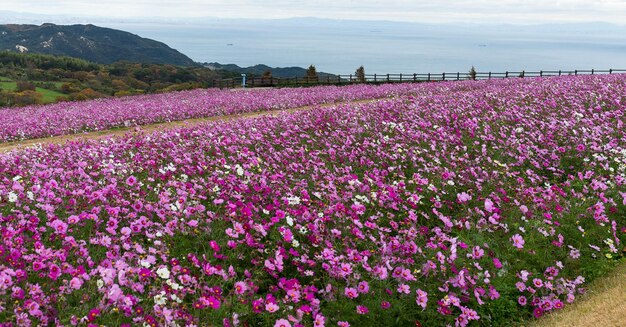 庭のコスモスの花