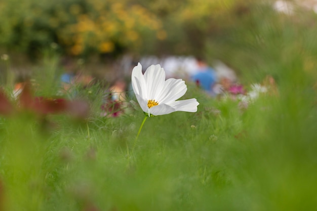 Fiore dell'universo nel giardino