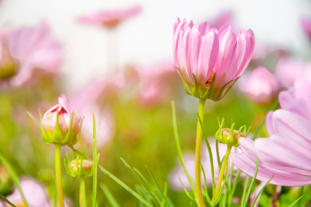 コスモスの花