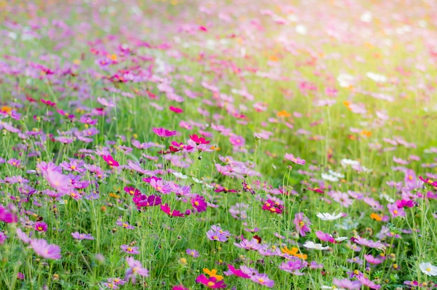 Cosmos flower in the garden