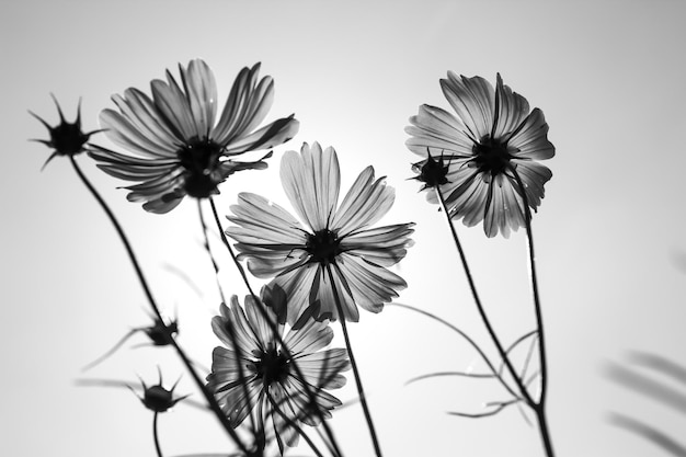 Cosmos flower in garden