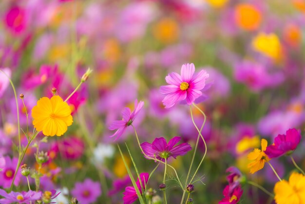 朝の草原のコスモスの花