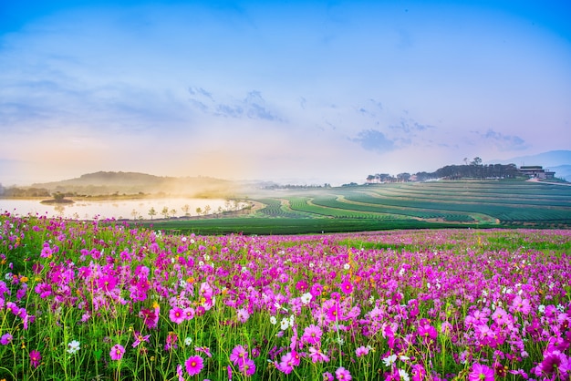 Photo the cosmos flower of grassland