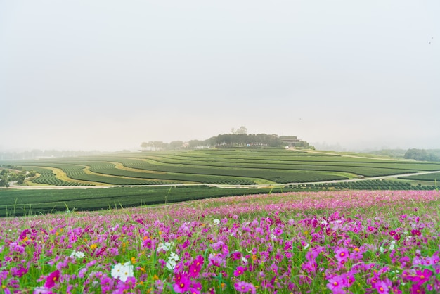 Photo cosmos flower of grassland