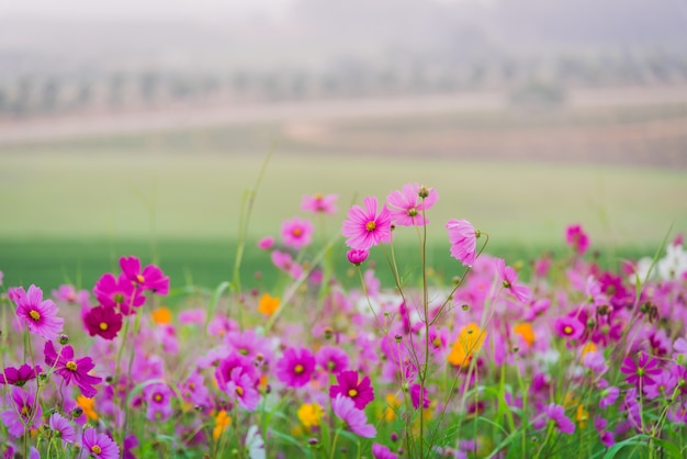 Cosmos flower of grassland