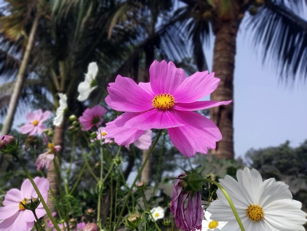 사진 코스모스 꽃 자연 배경 분홍색 꽃