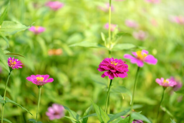 Foto rosa del fiore dell'universo (cosmos bipinnatus) con priorità bassa vaga