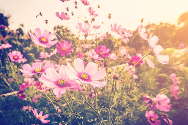 cosmos flower and sunlight with vintage tone.