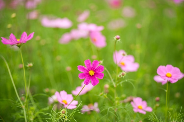 Cosmos flower white background.