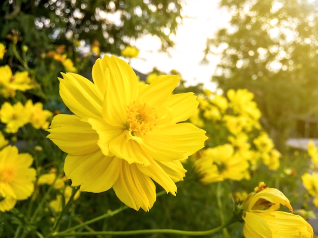 Cosmos flower and yellow starship flower on the  wayside