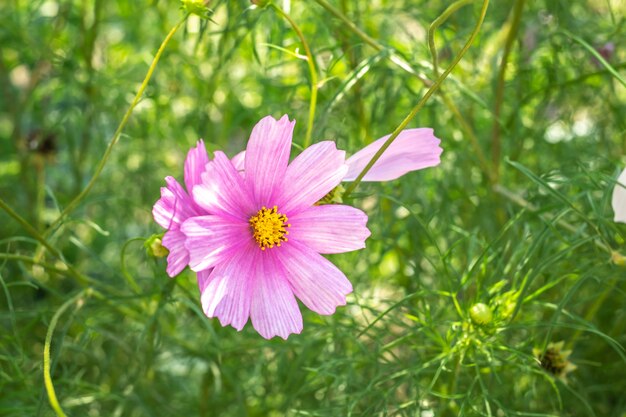 Cosmos flower