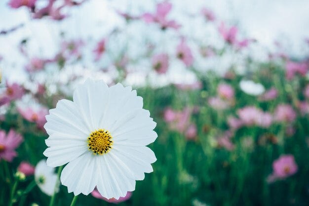 cosmos flower