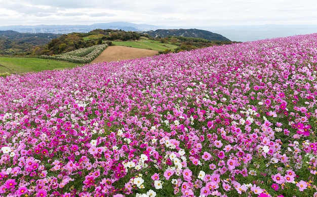 Photo cosmos flower