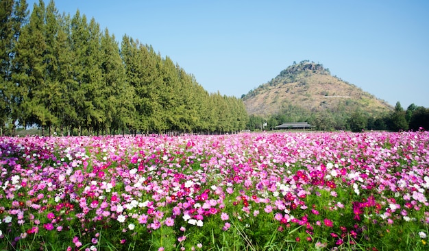 Cosmos flower