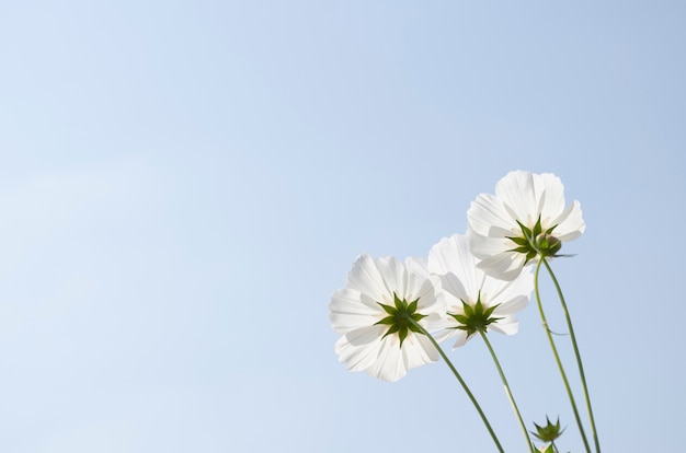 Cosmos flower