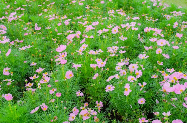 コスモスの花