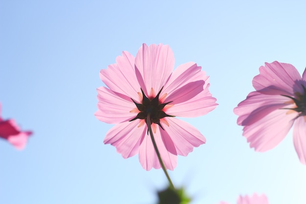 cosmos flowers against the sky with color filter.