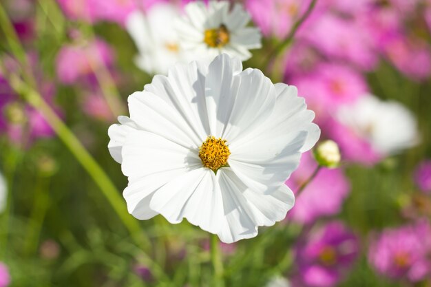 cosmos flowers against the sky with color filter.