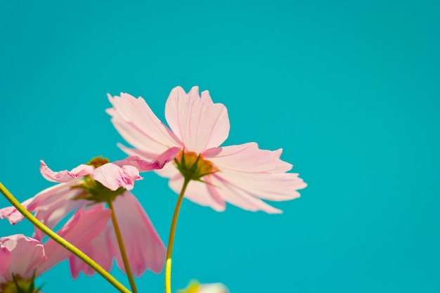 cosmos flowers against the sky with color filter.