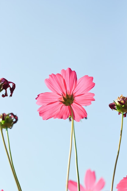 cosmos flowers against the sky with color filter.