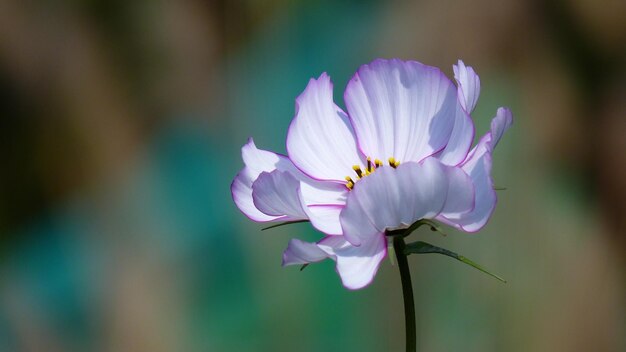 写真 コスモスの花は美しい