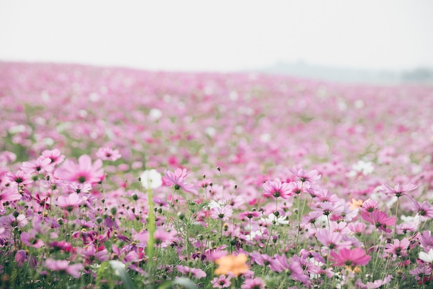 사진 빈티지 스타일의 코스모스 꽃 배경