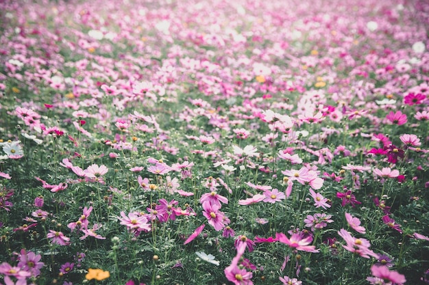 ヴィンテージスタイルのコスモスの花の背景