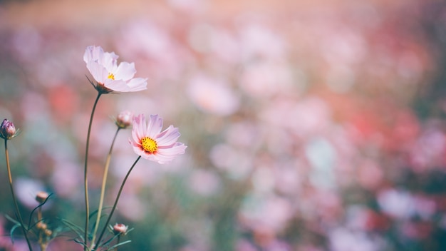 Cosmos flowers beautiful in the garden