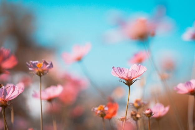 庭に美しいコスモスの花