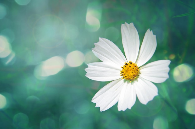 Cosmos flowers blooming in the garden