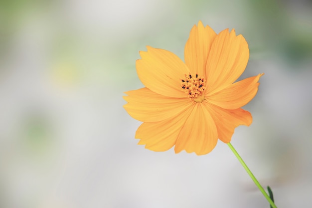 庭に咲くコスモスの花