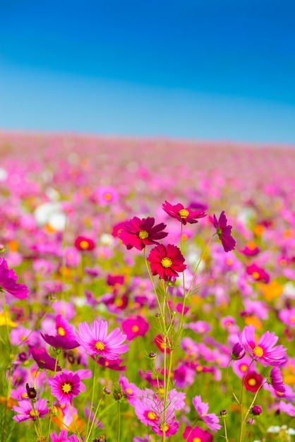 Cosmos flowers blooming