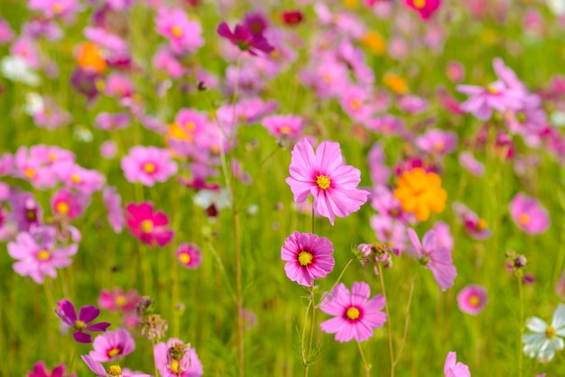 Cosmos flowers blooming