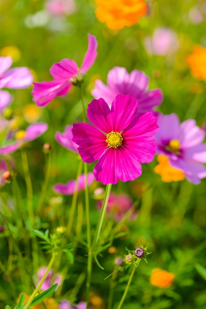 コスモスの花が咲きます