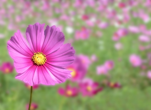 Cosmos flowers field