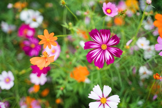 Cosmos flowers in the flower garden, nature flowers concept