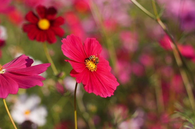 cosmos flowers on flower garden.