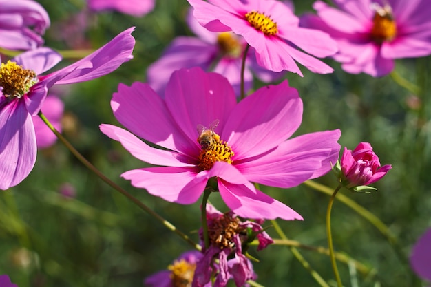 cosmos flowers on flower garden.