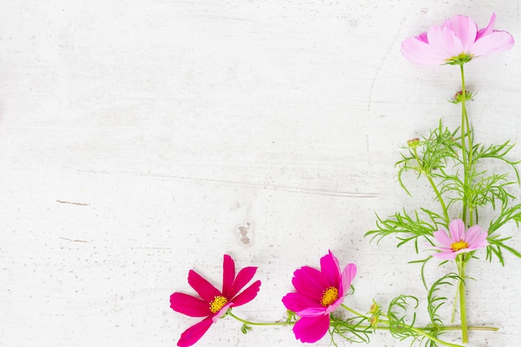 फोटो cosmos flowers frame on white wooden table
