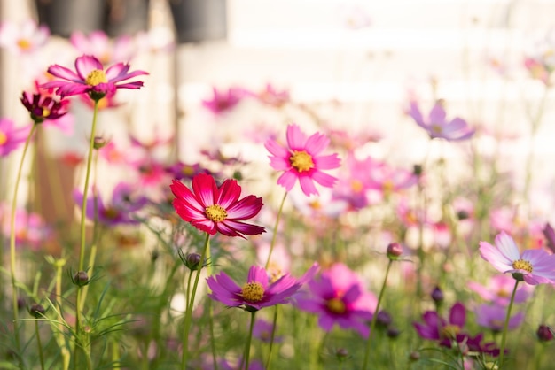 Cosmos flowers in the garden with sunlight. Vintage tone