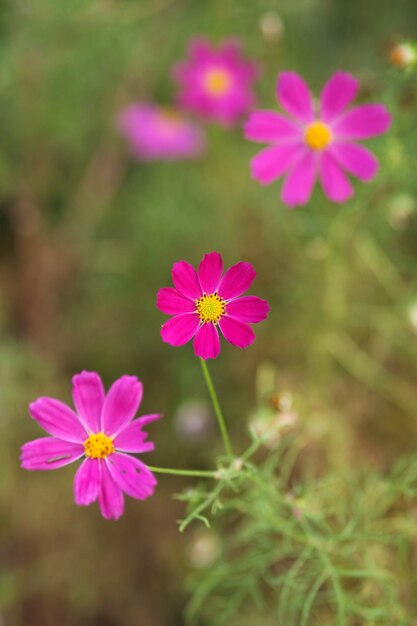 庭のコスモスの花