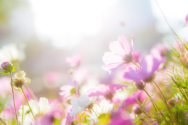 Cosmos flowers in garden