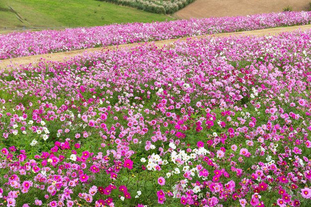 Cosmos flowers in the garden