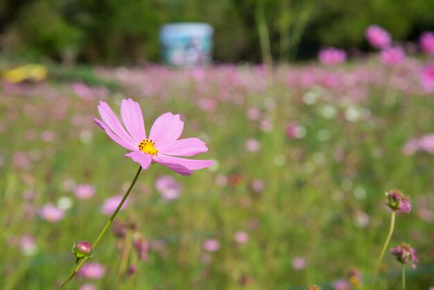 庭の宇宙の花