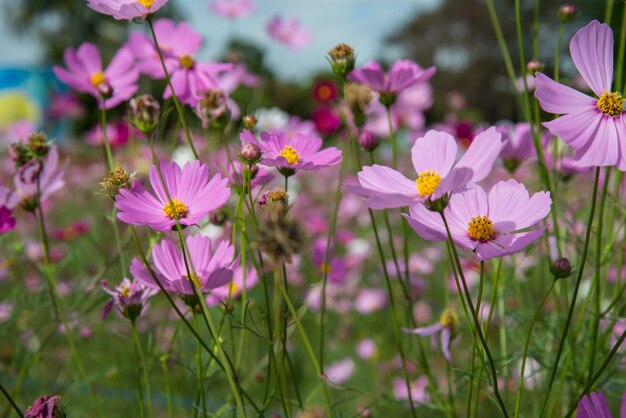 Fiori dell'universo nel giardino